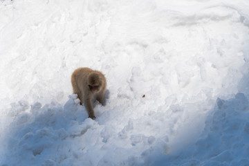 A monkey walks on snowy mountain in Jigokudani Snow Monkey Park (JIgokudani-YaenKoen) at Nagano Japan on Feb. 2019.