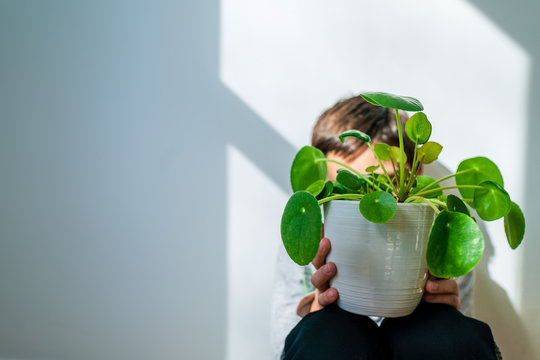 Closeup of child holding a Chinese Money Plant indoors against white background