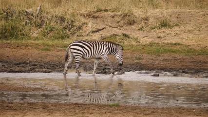 Fototapeta na wymiar A lone zebra drinks from a stream in the wild in Tanzania