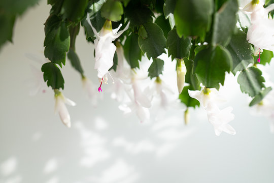 Close up of a white Christmas cactus flower in bloom 