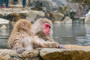 Japanese Snow Monkeys relaxing and bathing in the hot spring among the snowy mountain in Jigokudani Snow Monkey Park (JIgokudani-YaenKoen) at Nagano Japan on Feb. 2019.