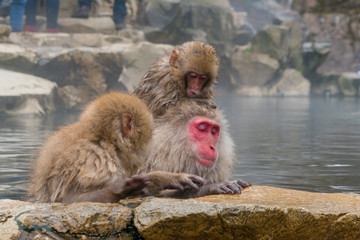 Japanese Snow Monkeys relaxing and bathing in the hot spring among the snowy mountain in Jigokudani Snow Monkey Park (JIgokudani-YaenKoen) at Nagano Japan on Feb. 2019.