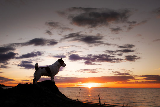 dog stands in the backlight at sunset. Jack Russell Terrier on the beach, sea. Traveling with a pet.