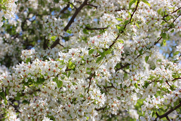 wild Apple tree, floral natural background.