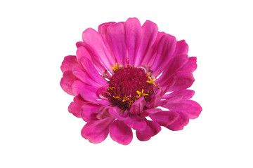 Bright pink zinnia flower isolated on white background.
