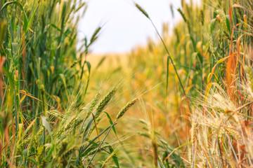 Naklejka premium Rural landscape - path through a field of young wheat closeup, under the hot summer sun