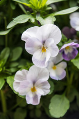 Fototapeta na wymiar Pansy Flowers vivid white spring colors. Macro images of flower faces. Pansies in the garden