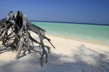 Fototapeta na wymiar tree root on the beach