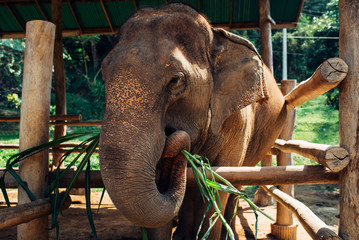 Fototapeta na wymiar Elephant in a park in the north of Thailand