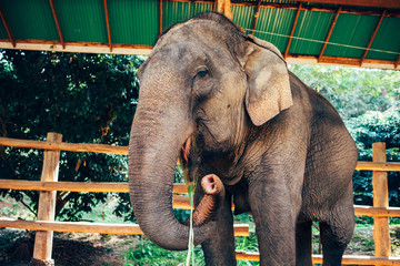 elephant in natural park in Thailand