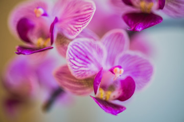 Obraz na płótnie Canvas Close-up of beautiful pink phalaenopsis orchid flower blooms