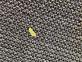 Blatt auf Metallgitter