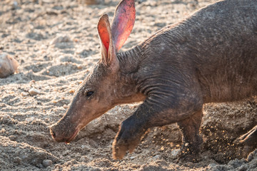 Aardvark Anteater Digging in the Kalahari in Namibia