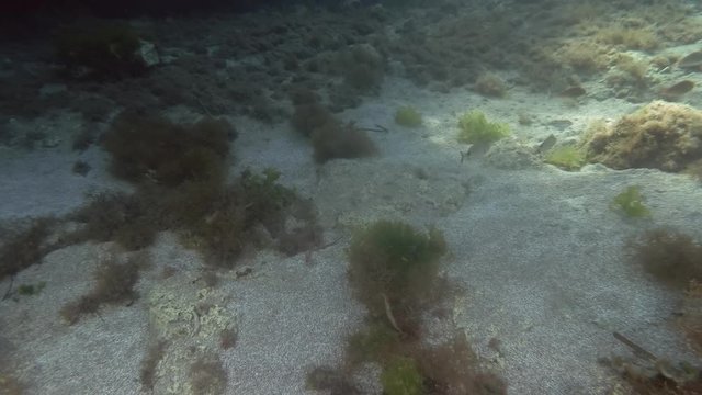School of seabream swim over sandy bottom. Sargo or white seabream (Diplodus sargus). Mediterranean Sea, Greece