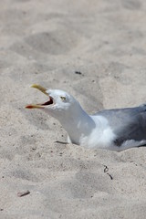 Möwe am Meer am Strand