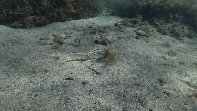 school of seabream and goatfish on sandy bottom. Goldstriped goatfish (Parupeneus forsskali) and sargo or white seabream (Diplodus sargus). Mediterranean Sea, Greece