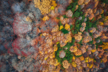 Aerial view of a forest during the autumn season, colorful trees seen from above on the Volcano Etna. Drone shot