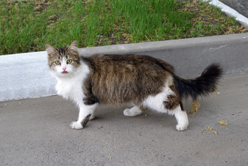 Homeless cat walks on the street.
