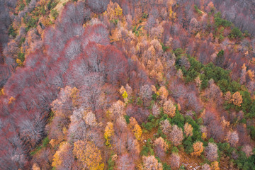 Aerial view of a forest during the autumn season, colorful trees seen from above on the Volcano Etna. Drone shot