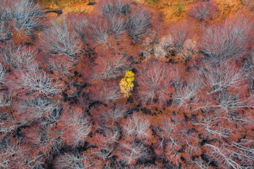 Lonely yellow tree in the forest seen from above. Aerial shot drone of a forest in the autumn season