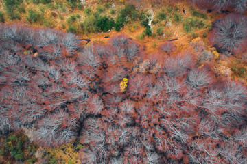 Lonely yellow tree in the forest seen from above. Aerial shot drone of a forest in the autumn season