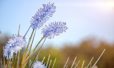 Beautiful winter or autumn landscape. The plants are covered with ice in the garden. Selective focus.