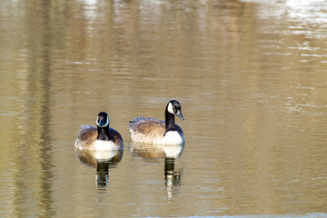 Canadian Goose (Branta canadensis) 0050