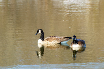 Obraz premium Canadian Goose (Branta canadensis) 0009