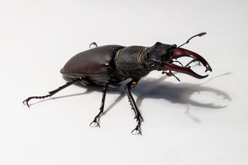 Lucanus cervus tag beetle insect close up macro photography
