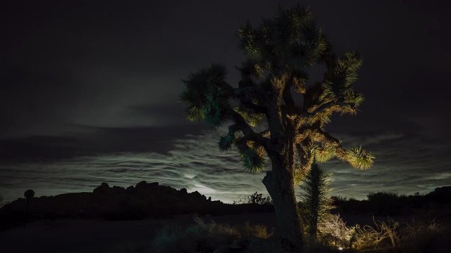 Time lapse of car light trails along highway in Joshua Tree National Park