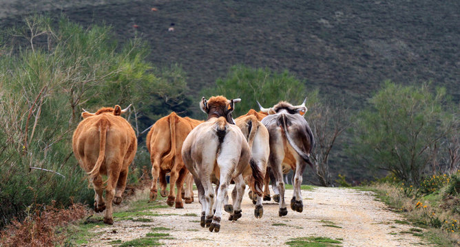 Vacas a la carrera por una pista