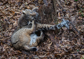 Bobcat feline caught by trapper in live trap.  Wildlife predator trapped in foothold trap. Management and recreational sport activity of animal hunting and trapping. Predator control of wildlife, help