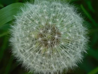Fototapete White dandelion, Taraxacum officinale, macro © Nika