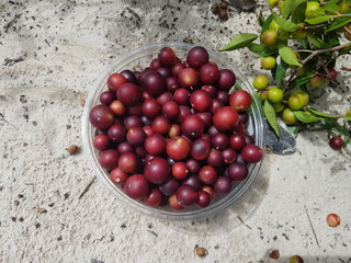Camu camu fruits (Myrciaria dubia), Myrtaceae family, 35 percent more vitamin C than oranges....