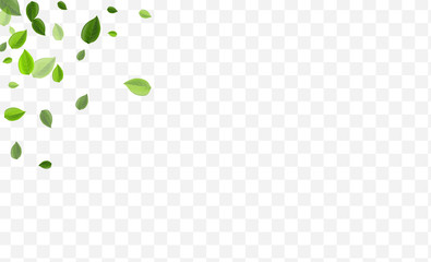 Green Leaf Vector Illustration. Grassy Leaves 