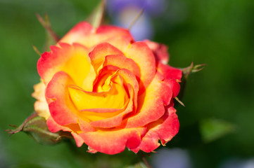 Closeup of a blooming orange and yellow rose In garden