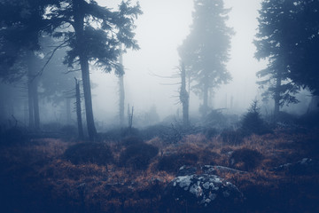 Dunkler Nebel in der Wildnis am Brocken im Harz