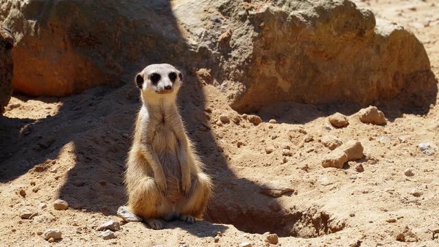 Funy animals. Close-up of a meerkat watching of all directions, 4k