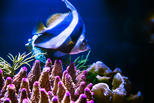 Pez tropical nadando entre las an&eacute;monas en un acuario de M&eacute;xico.