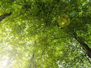 green leaves of tree