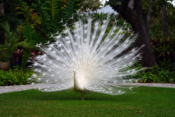 All white male peacock bird with its tail feathers opened