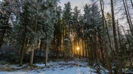 Bäume im Gegenlicht Sonnenaufgang