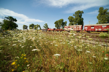   Vintage landscape with railroad and old trains.   