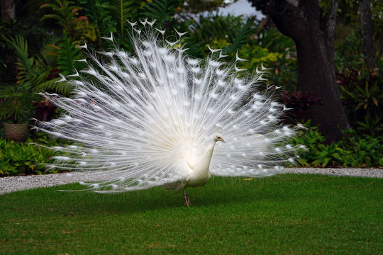 All White Male Peacock Bird With Its Tail Feathers Opened