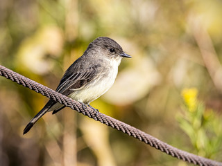 A beautiful eastern phoebe perched in the forest. 