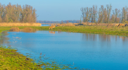 Horses along the edge of a lake in sunlight in winter © Naj