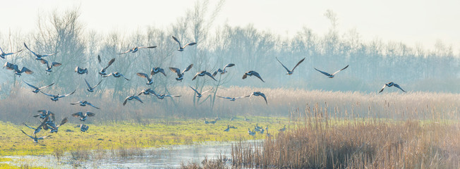 Geese flying over the landscape of a natural park in winter