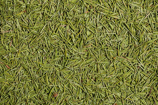 Beautiful abstract background of green small pine-needles