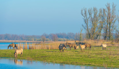 Horses along the edge of a lake in sunlight in winter © Naj
