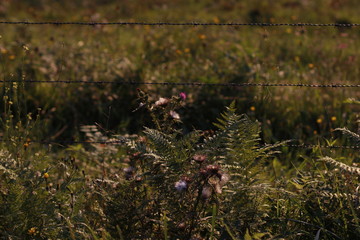 Barbed wire in the countryside